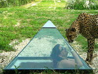 Piramide dei ghepardi al Parco Zoo di Falconara