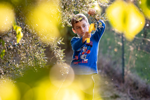 Frantoi Aperti in Umbria
