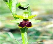 cascate-del-verde-flora