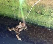 cascate-del-verde-piccoli-abitanti