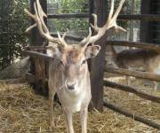 casale_pantano_piccolozoo3