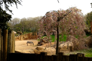 Animali nel loro habitat al Parco Le Cornelle