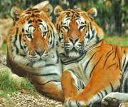 parco-zoo-falconara_tigri