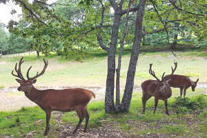 I cervi al Parco Faunistico di Ronco Spinoso