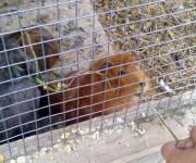 maso_gfrillerhof-nutrire_gli_animali