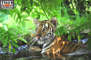 Tigre ospite al Tiger Experience